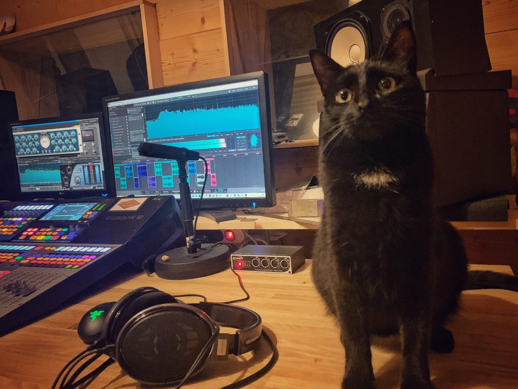 Le chat du Studio